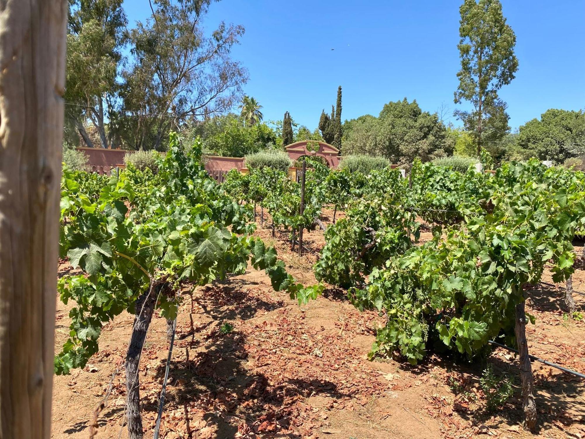 Tierra Mia Hacienda Ruta Del Vino Hotel Valle de Guadalupe Buitenkant foto