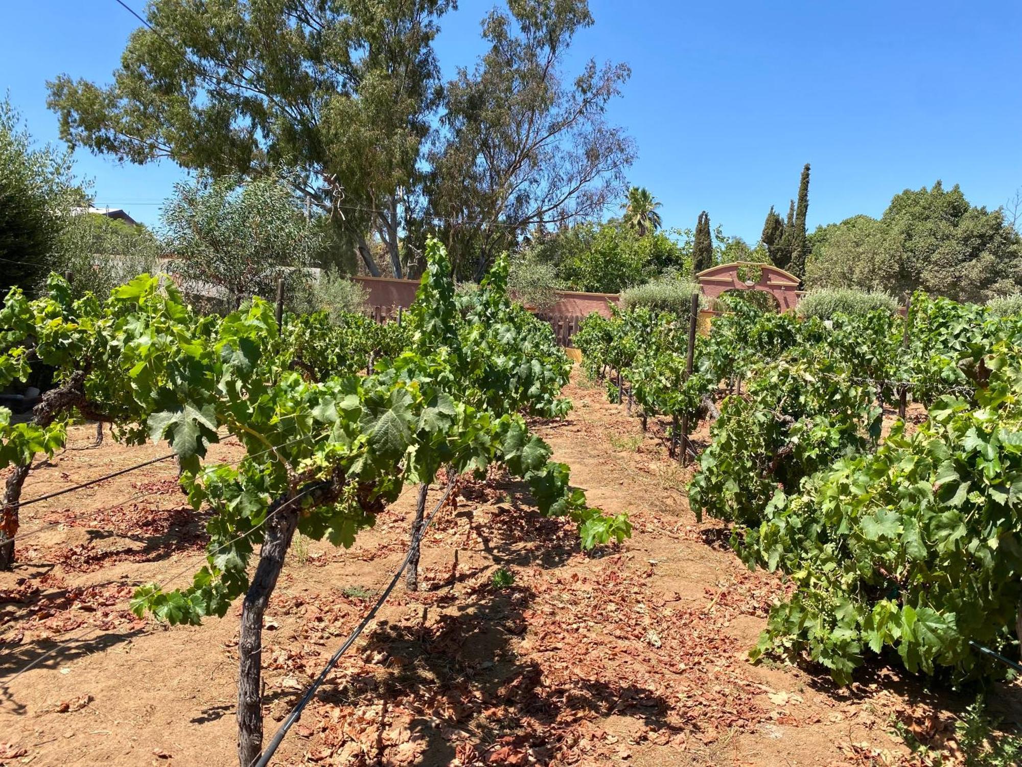 Tierra Mia Hacienda Ruta Del Vino Hotel Valle de Guadalupe Buitenkant foto